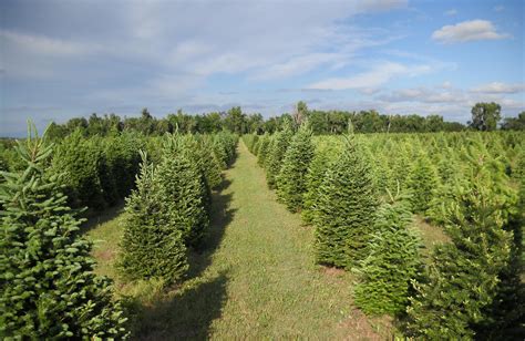 The tree farm - Superior Tree Farm, LLC. 39425 US Highway 41, Chassell, Michigan 49916, United States. 906-523-6200/treefarm@up.net